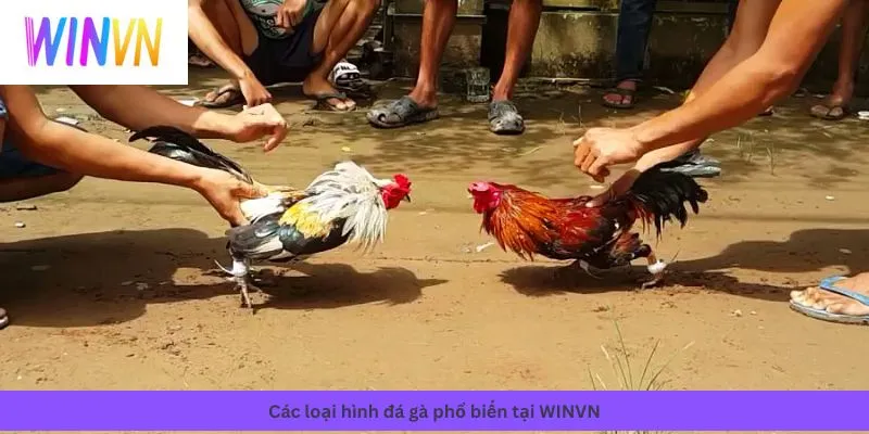 Các loại hình phổ biến
