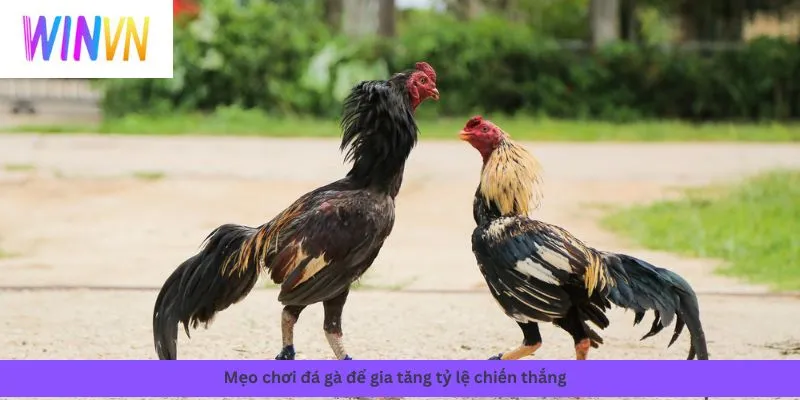 Mẹo chơi tăng tỷ lệ thắng