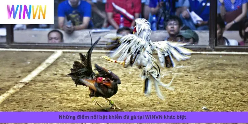 Những điểm nổi bật