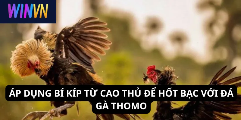 Áp dụng bí kíp từ cao thủ để hốt bạc với đá gà Thomo