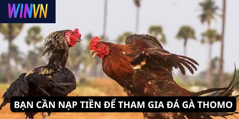Bạn cần nạp tiền để tham gia đá gà Thomo