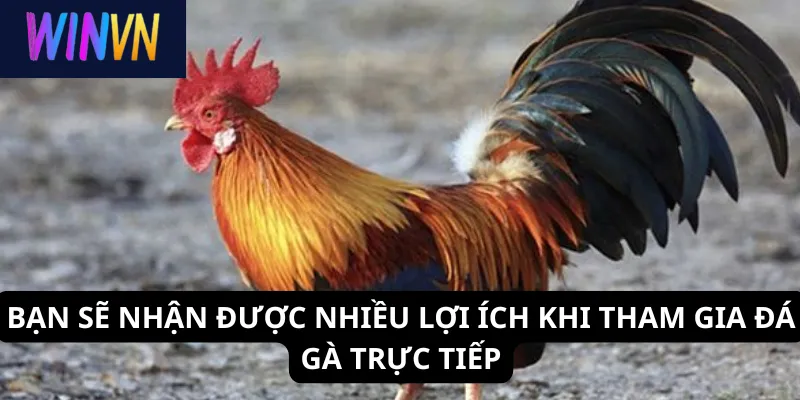 Bạn sẽ nhận được nhiều lợi ích khi tham gia đá gà trực tiếp