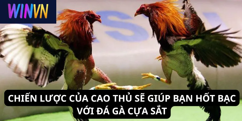 Chiến lược của cao thủ sẽ giúp bạn hốt bạc với đá gà cựa sắt