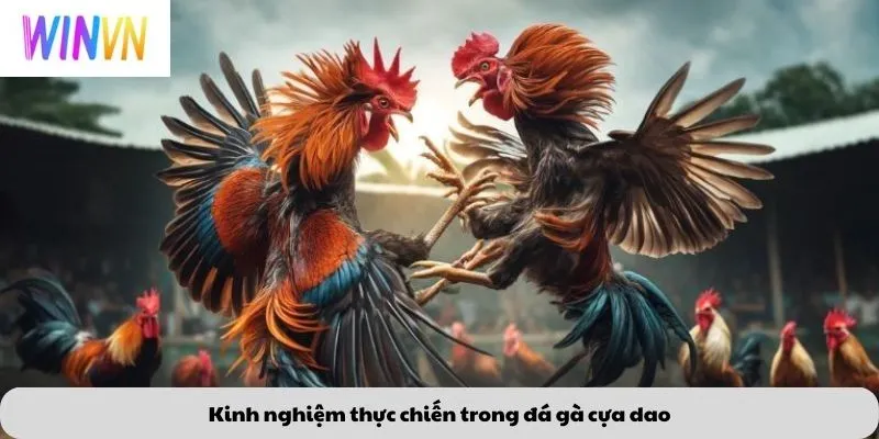 Kinh nghiệm thực chiến trong đá gà cựa dao