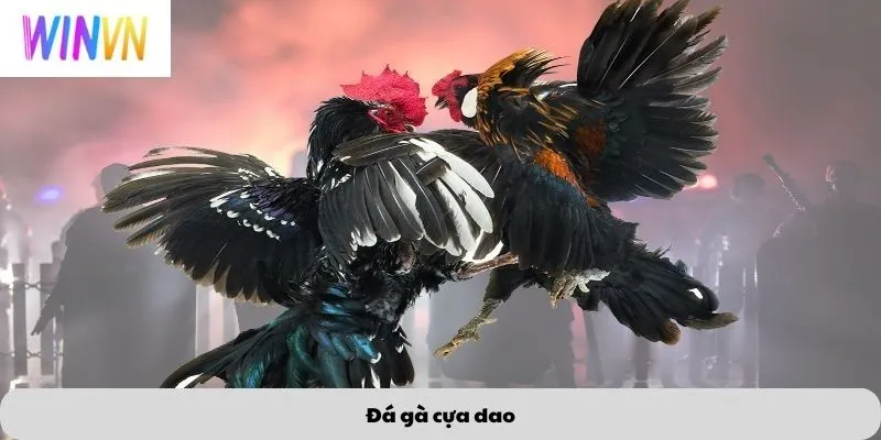 Đá gà cựa dao