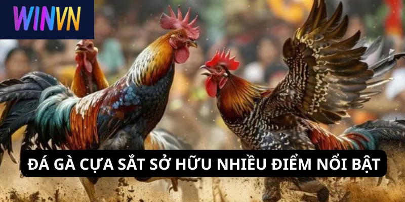 Đá gà cựa sắt sở hữu nhiều điểm nổi bật