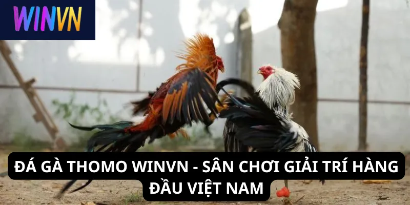 Đá gà Thomo