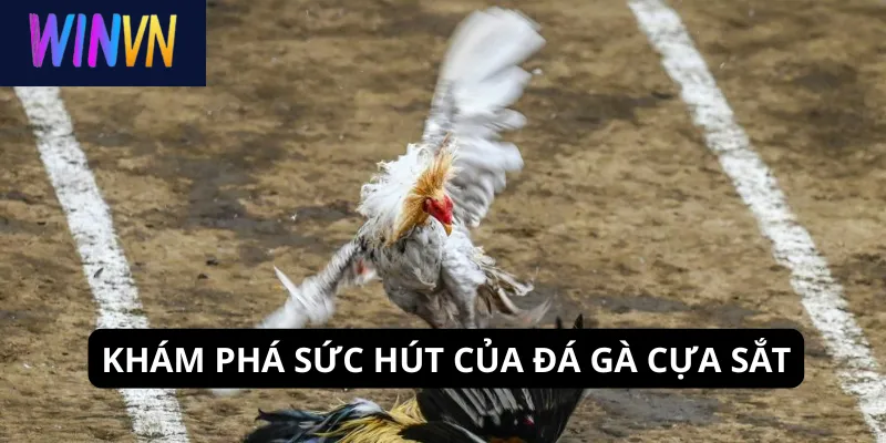 Khám phá sức hút của đá gà cựa sắt