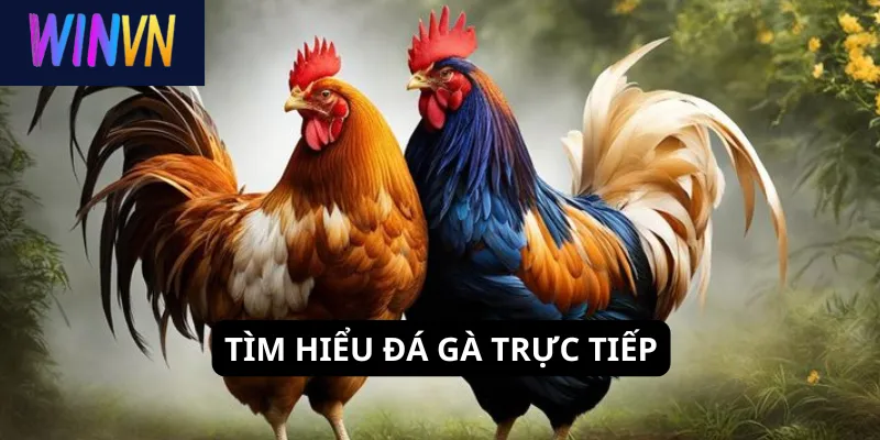 Tìm hiểu đá gà trực tiếp